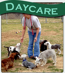 Pet daycare