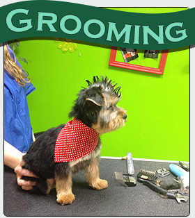Pet grooming